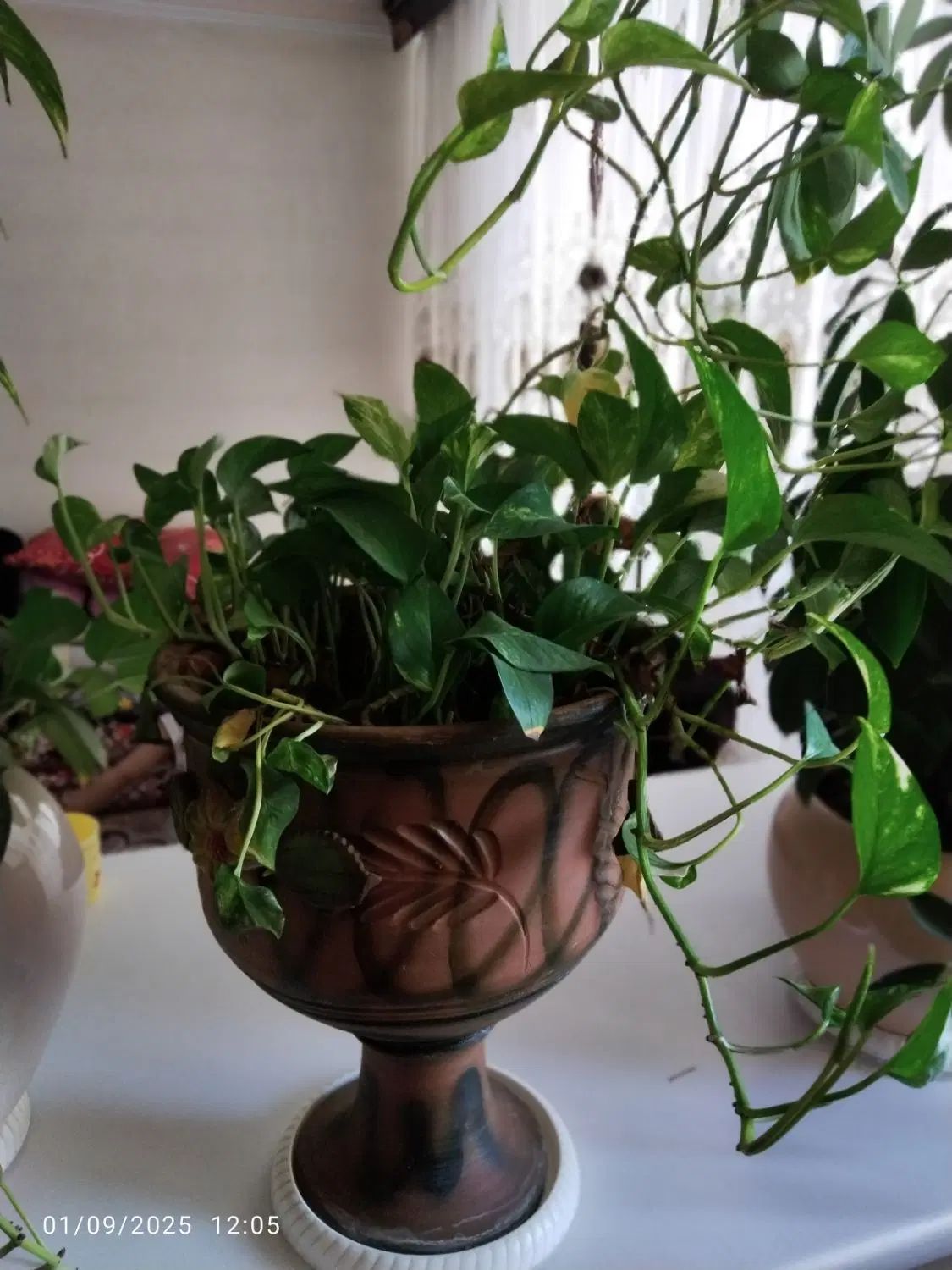 گل گوش خرگوشی،گل کاغذی،گل پتوس،بنجامین امستر|گل و گیاه طبیعی|ملارد, |دیوار
