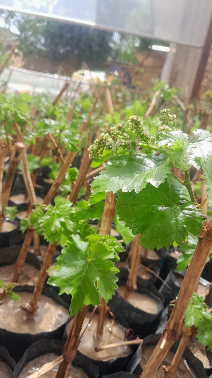 نهال انگور سیاه ریشه‌دار ( گلدانی )|گل و گیاه طبیعی|لردگان, |دیوار