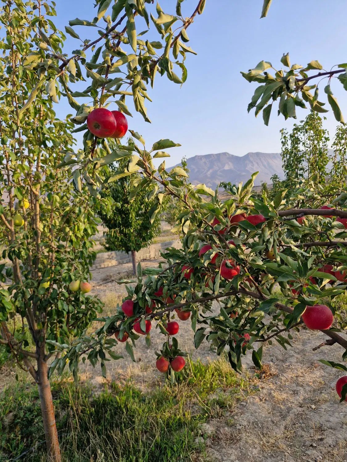فروش باغ ۶۰۰ متری در فولادمحله بعد شهمیرزاد سمنان|فروش زمین و ملک کلنگی|سمنان, |دیوار