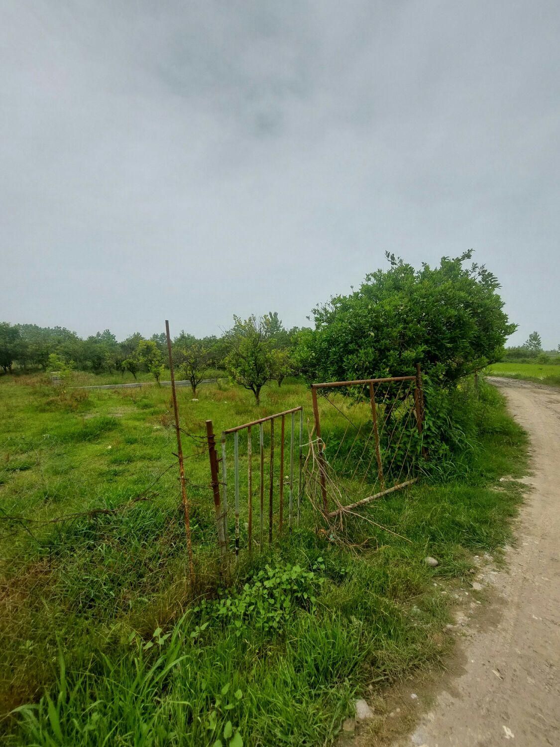 زمین  300 متر درتوبن|فروش زمین و ملک کلنگی|نشتارود, |دیوار