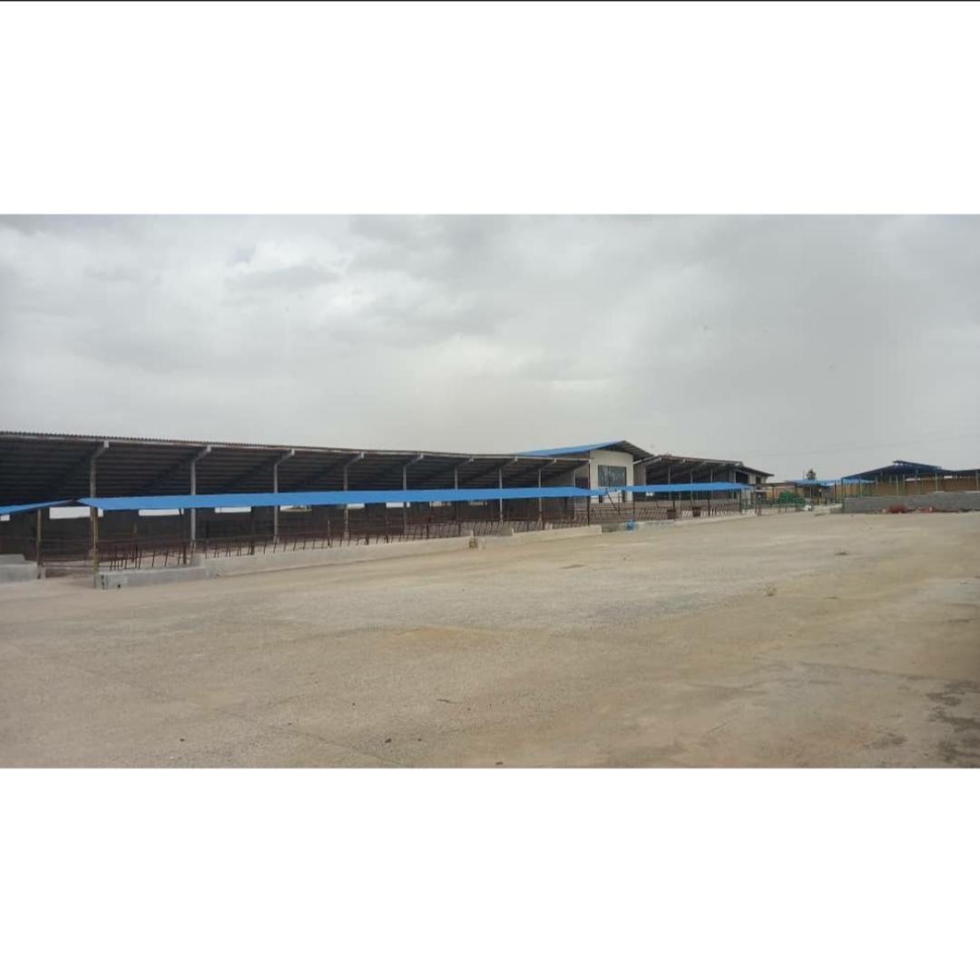 گاوداری ۵۰ راسی تمام صنعتی در شهرک دامگستر فشافویه|فروش دفتر صنعتی، کشاورزی، تجاری|کهریزک, |دیوار