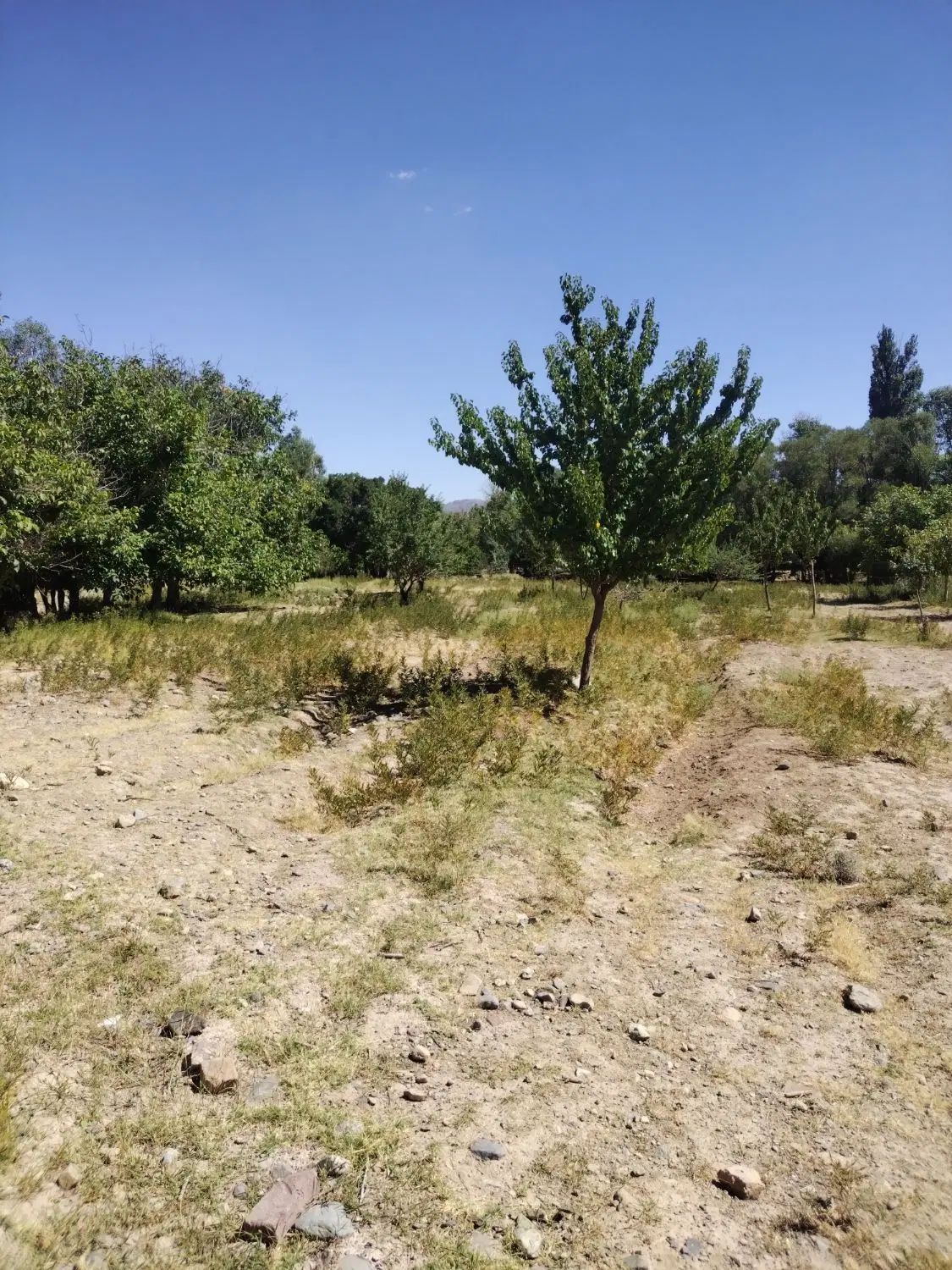فروش ومعاوضه زمین وباغ درروستای قلعه عسکر|فروش زمین و ملک کلنگی|بافت, |دیوار