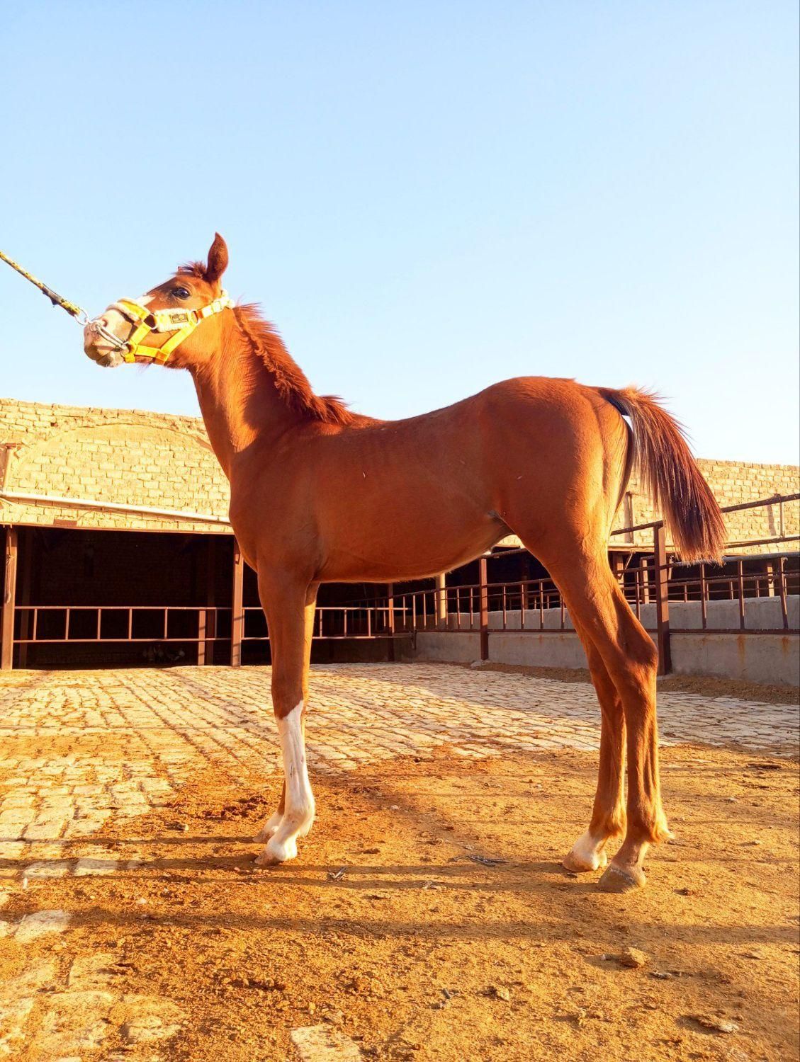 کره نریون جوان شجره دار|اسب و تجهیزات اسبسواری|قم, بوستان جوان|دیوار