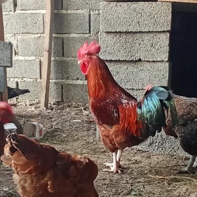 دو خروس زیبا|حیوانات مزرعه|املش, |دیوار