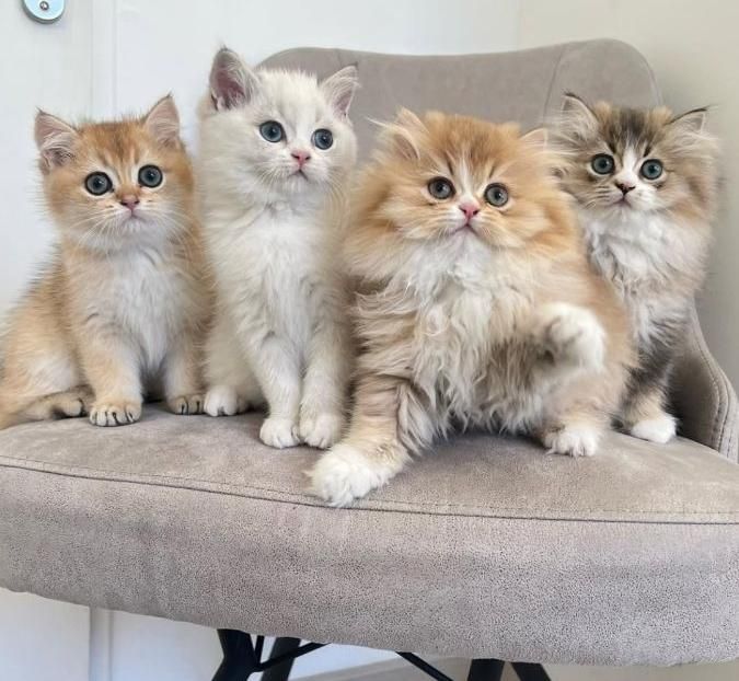 بچه گربه های اصیل و نایس( ایران کتز)|گربه|اصفهان, احمدآباد|دیوار