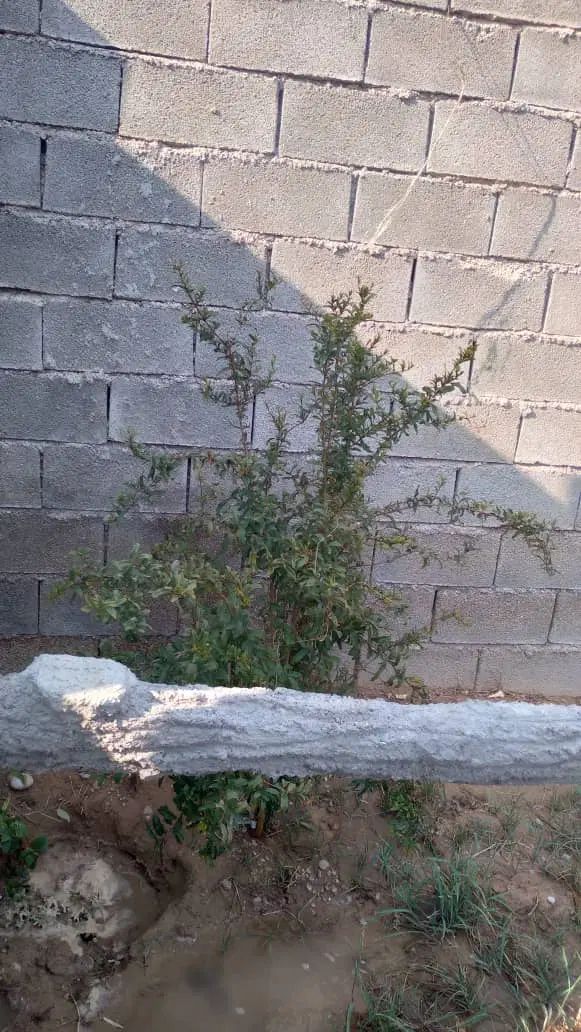 ویلا به متراژ ۲۰۰متر در روستای تخت اناری ..|فروش زمین و ملک کلنگی|گتوند, |دیوار