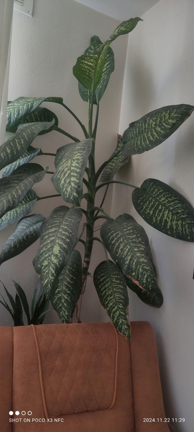 همه چیزدرهم موجوده|حراج|شاهینشهر, طالقانی|دیوار