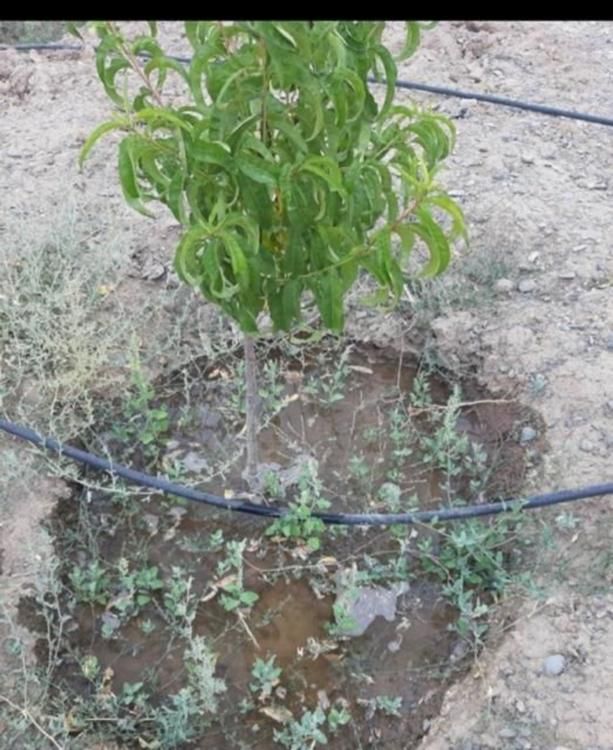 باغ زمین ۵۱۱متری نزدیک بافت روستای امتیاز آب برق|فروش زمین و ملک کلنگی|مشهد, عبادی|دیوار