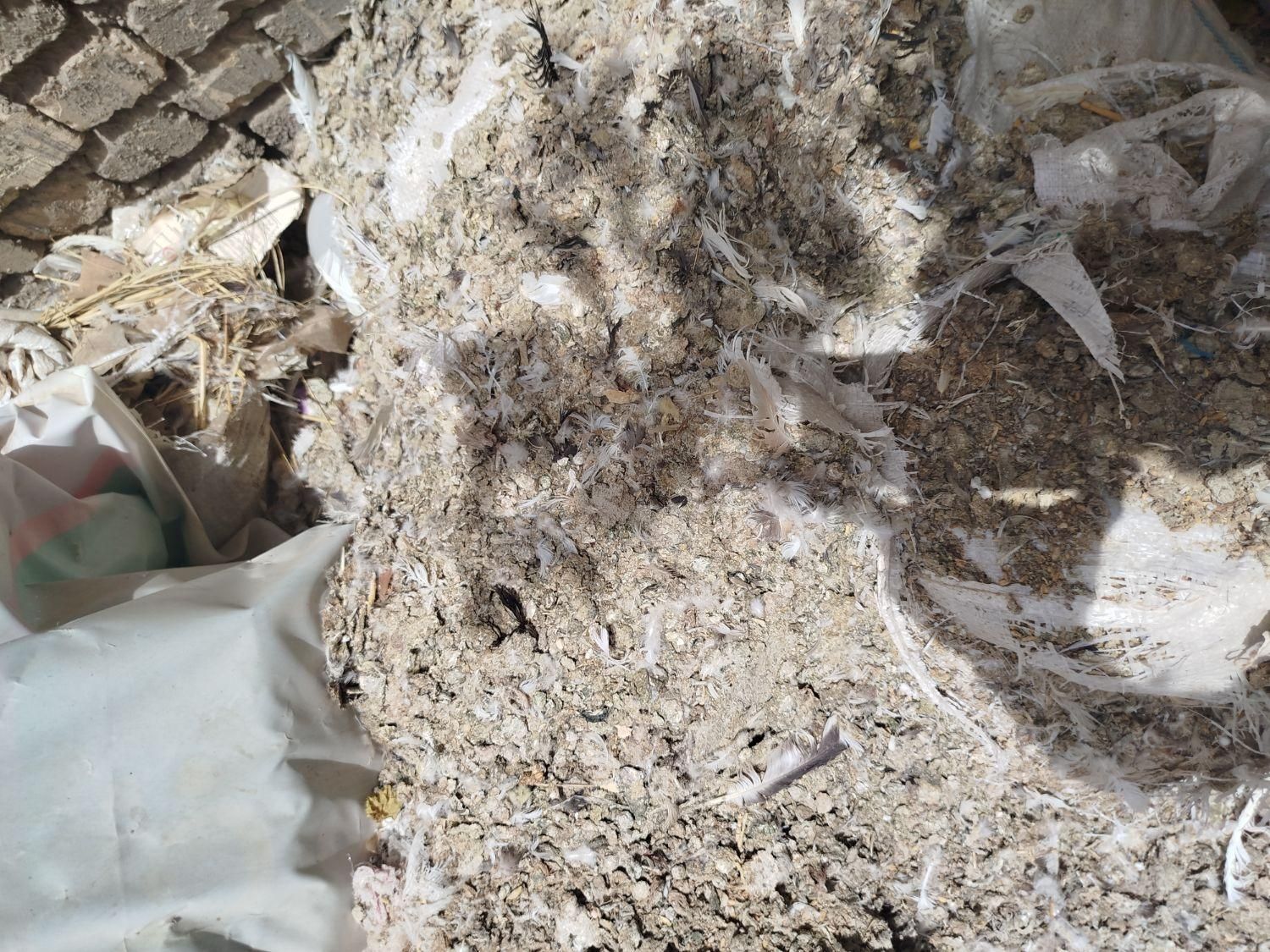 زل کبوتر|خدمات باغبانی و درختکاری|اصفهان, ارغوانیه|دیوار