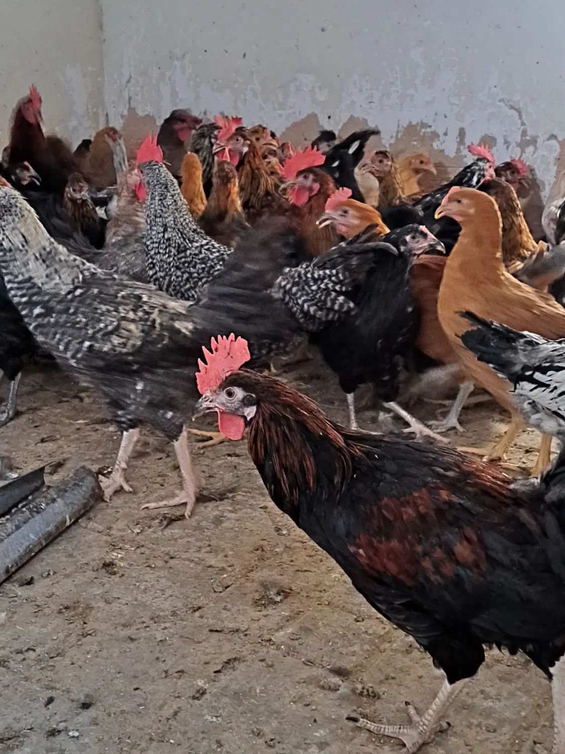 جوجه خروس و جوجه مرغ محلی  باری دمتخم در شیراز|حیوانات مزرعه|شیراز, ده پیاله|دیوار