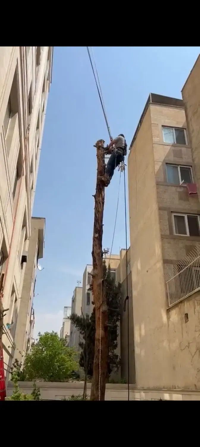 برش و قطع درخت|خدمات باغبانی و درختکاری|تهران, ازگل|دیوار