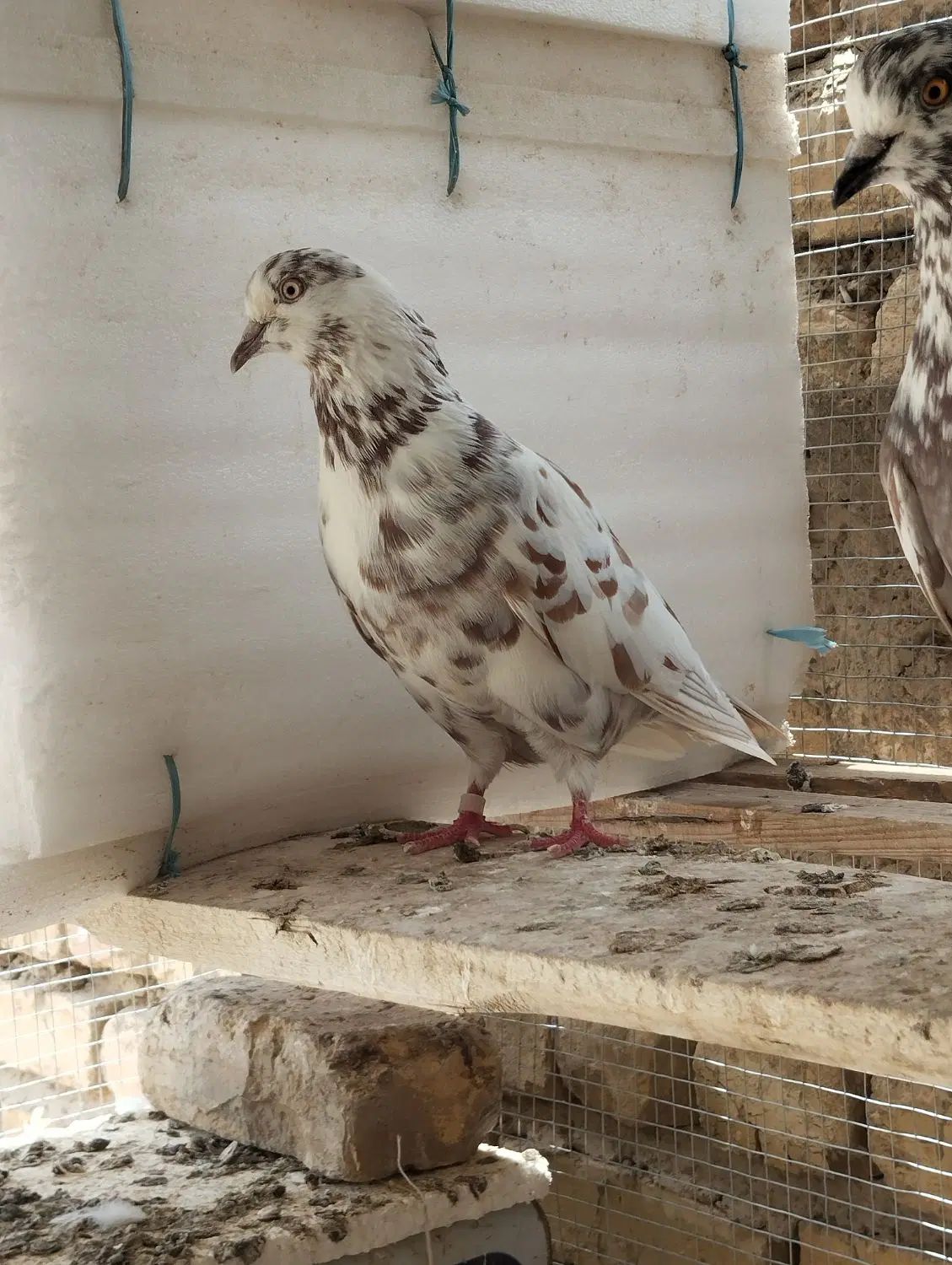 یجفت کبوتر نر و ماده پلنک یا قلمکاری کار داده|پرنده|اصفهان, عاشق‌آباد|دیوار