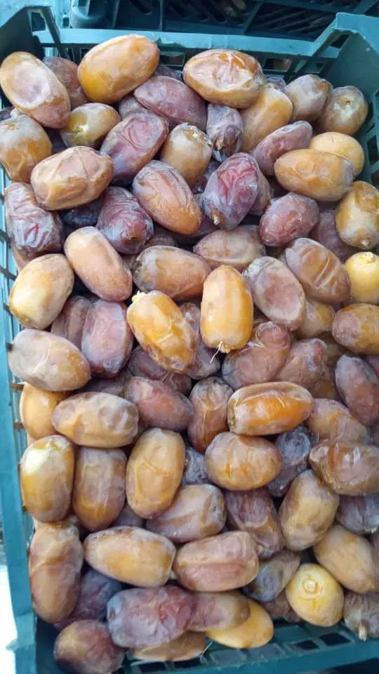 رطب کبکاب بهبهان به صورت عمده|خوردنی و آشامیدنی|تهران, آجودانیه|دیوار