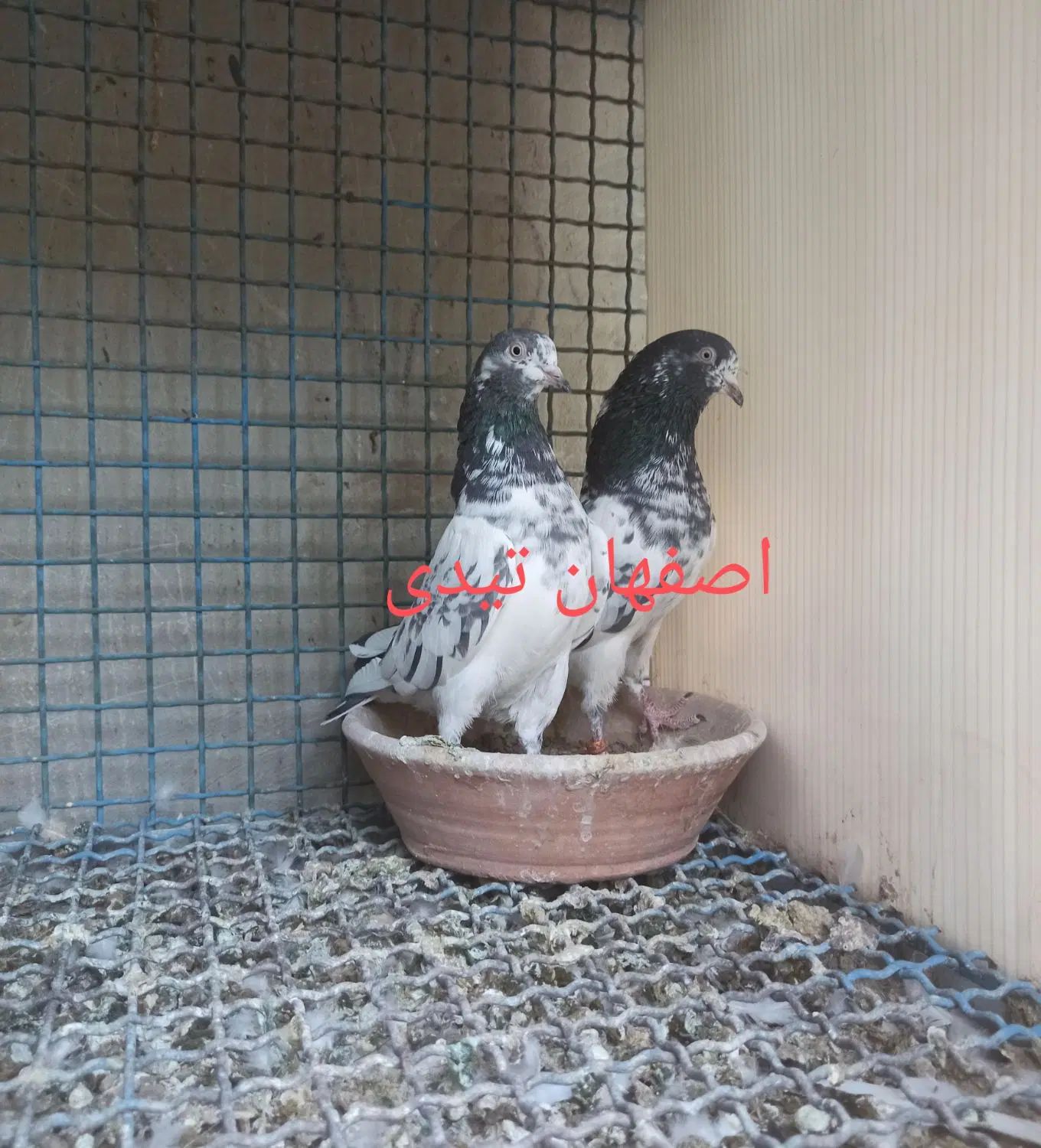 کبوتر پاکستانی|پرنده|اصفهان, شیخ اشراق|دیوار