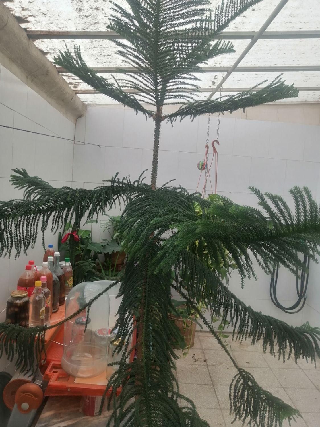 کاج مطبق|گل و گیاه طبیعی|تهران, مجیدیه|دیوار