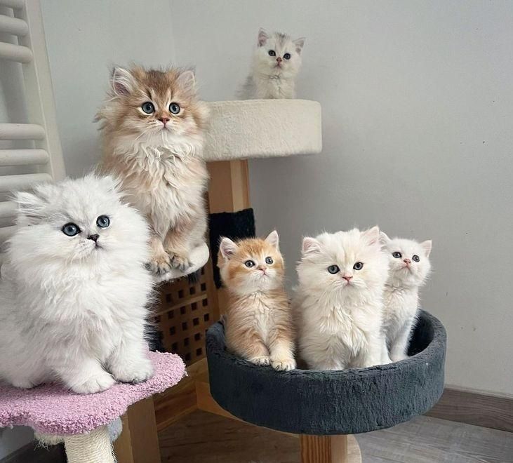 کانال گربه‌های اشرافی (اسکاتیش/پرشین/بریتیش)|گربه|کرمان, |دیوار