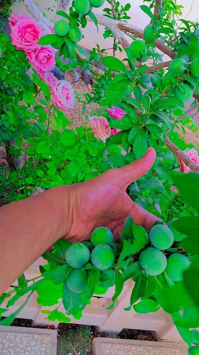 تصویر 8
