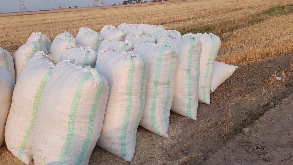 * کاه نیشکر خوراک دام ،کاه گندم دیم|لوازم جانبی حیوانات|میمه, |دیوار