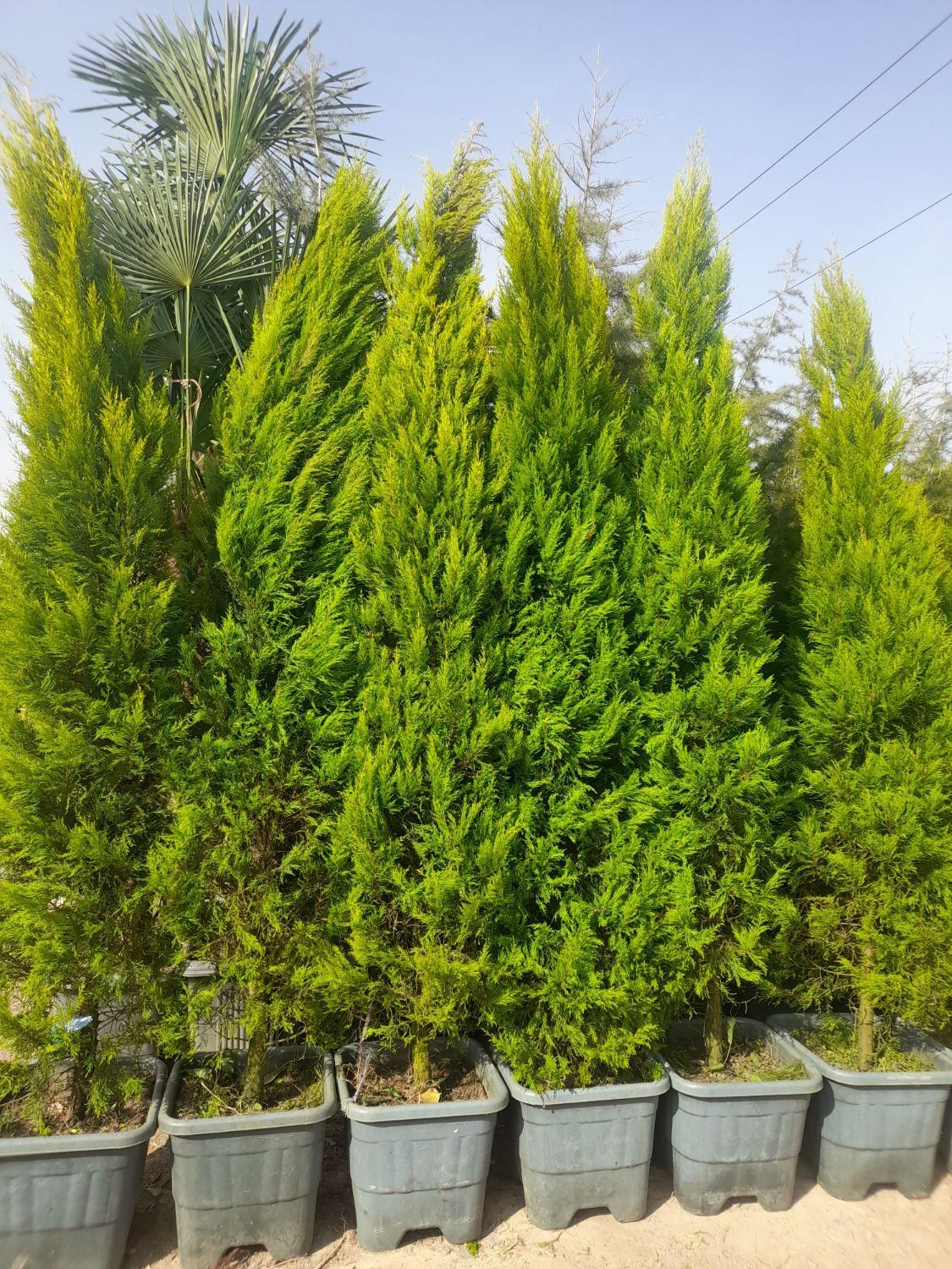 باغبانی هرس سم پاشی بریدن درختان بااره موتوری|خدمات باغبانی و درختکاری|شیراز, آزادگان|دیوار