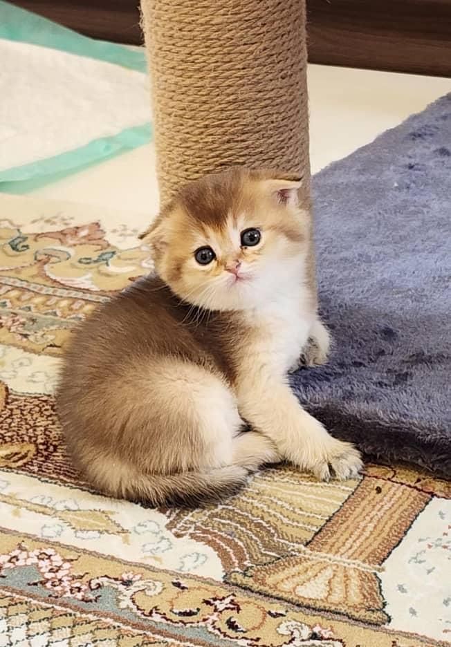بچه گربه های سلطنتی|گربه|بوشهر, |دیوار