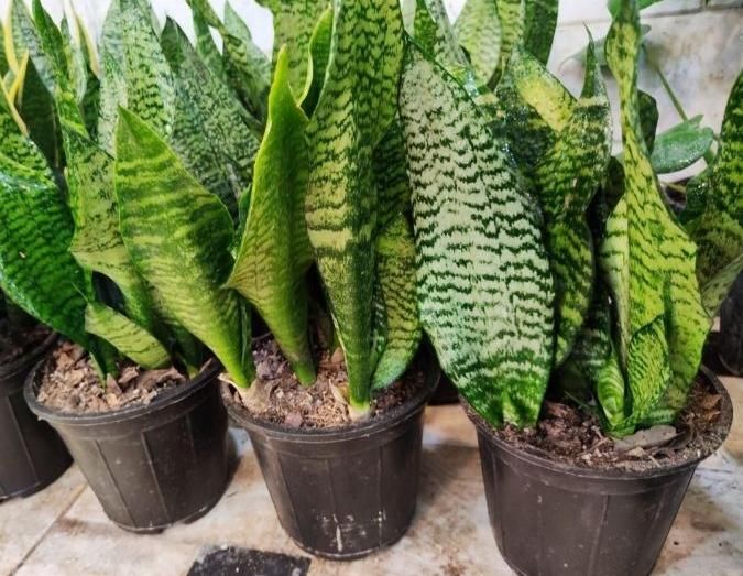 سانسوریا سبز کراواتی دیفن شامادورا یوکا بنجامین|گل و گیاه طبیعی|قم, نیروگاه|دیوار