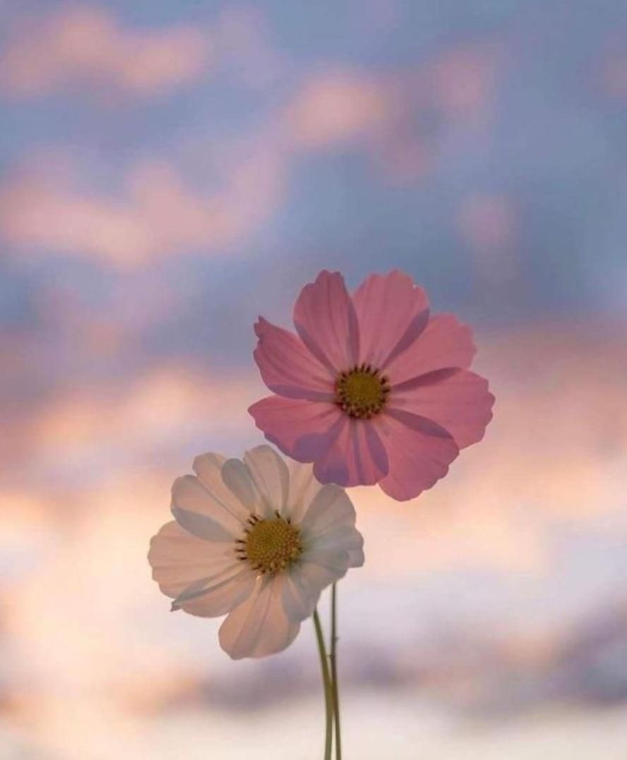 راهنمایی|فعالیت داوطلبانه تحقیقاتی|اراک, |دیوار