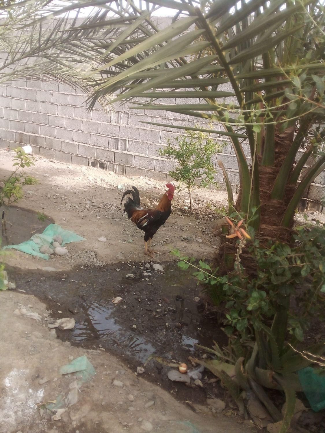 خروس دو رگ|پرنده|بلوک, |دیوار