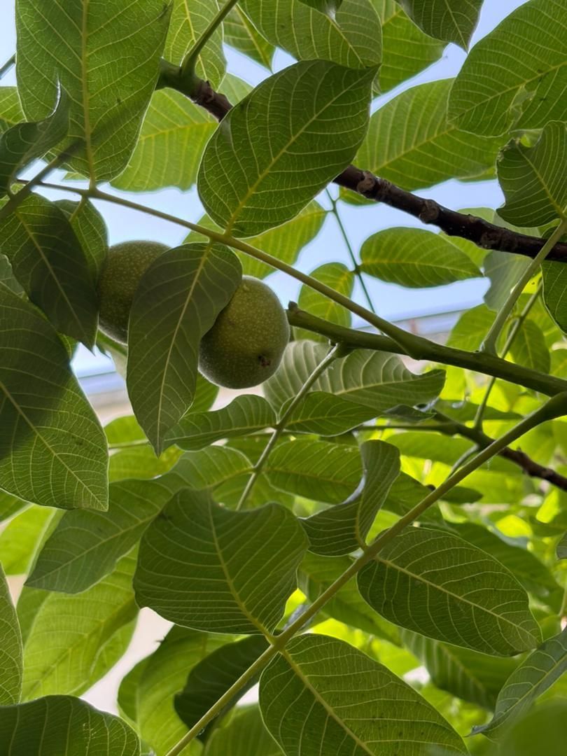 خانه ویلایی دربست ۱۰۰ متری ۲ خوابه تجاری مسکونی|فروش خانه و ویلا|رودهن, |دیوار