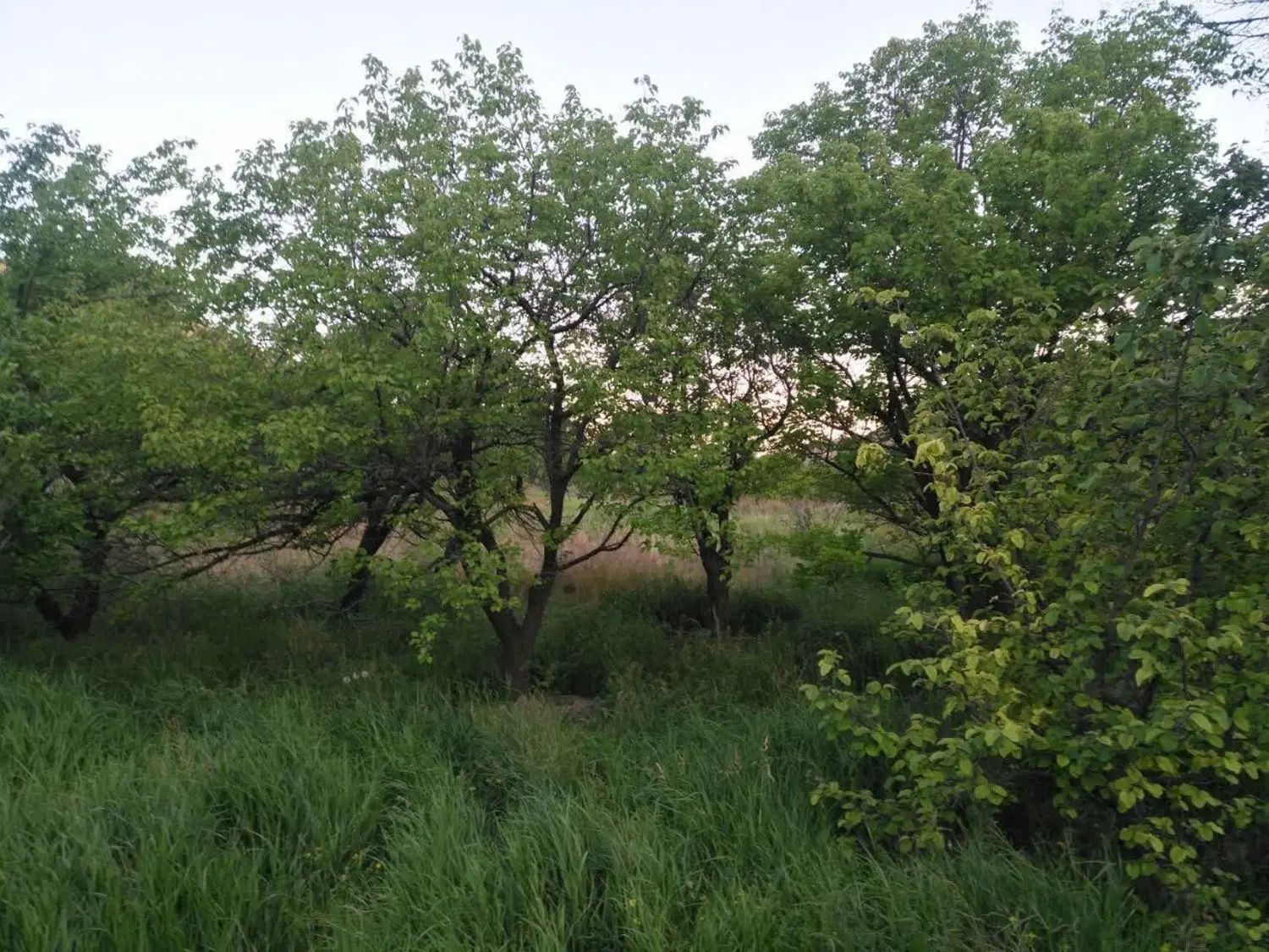 دو قطعه باغ با درختان مثمر در روستای منجیل آباد|فروش دفتر صنعتی، کشاورزی، تجاری|رباط‌کریم, منجیل آباد|دیوار