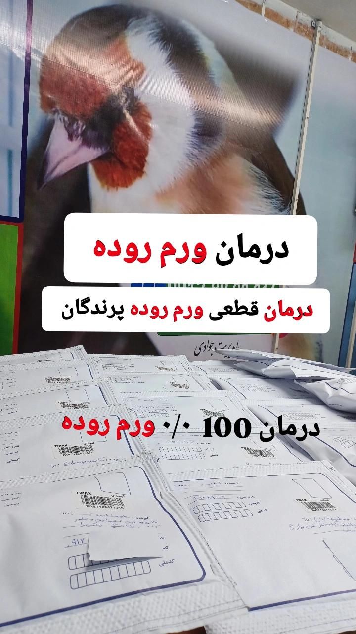 قناری سهره|پرنده|تهران, جمهوری|دیوار