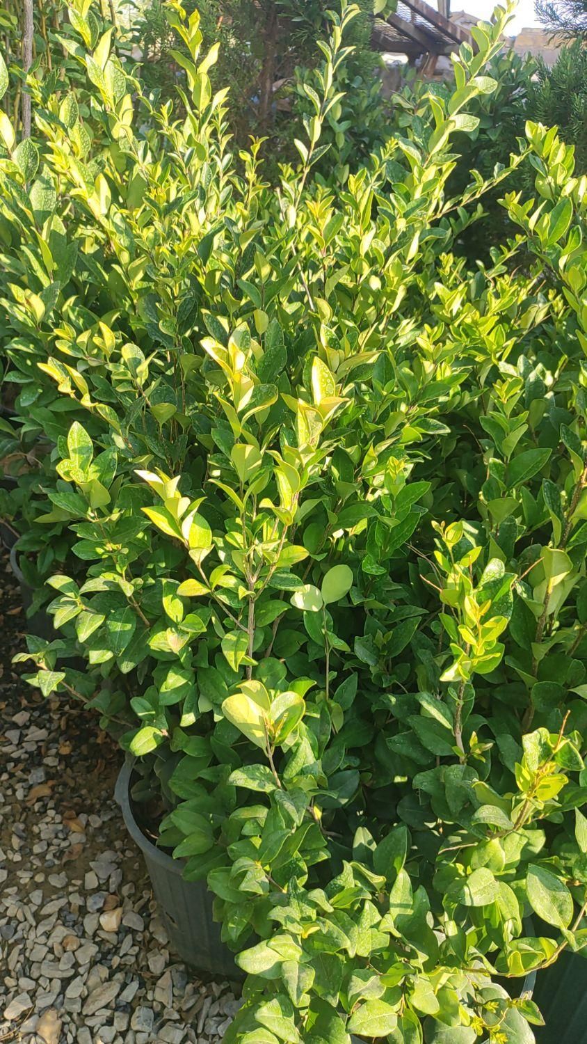 درختچه یاس هلندی|خدمات باغبانی و درختکاری|فلاورجان, |دیوار