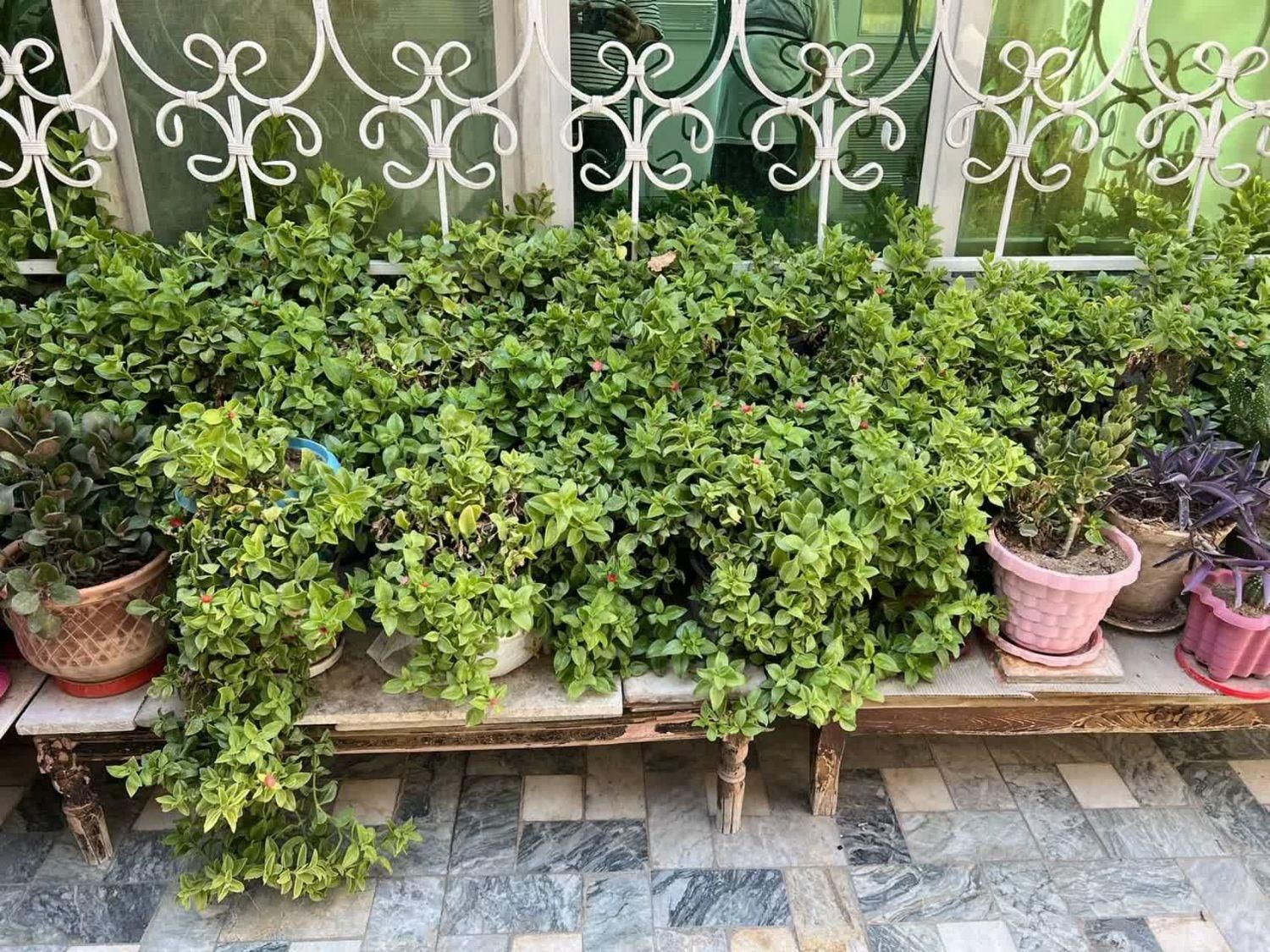 فروش گل آلوورا اشک تمساح و گل یخ سایز مختلف|گل و گیاه طبیعی|تهران, نازی‌آباد|دیوار