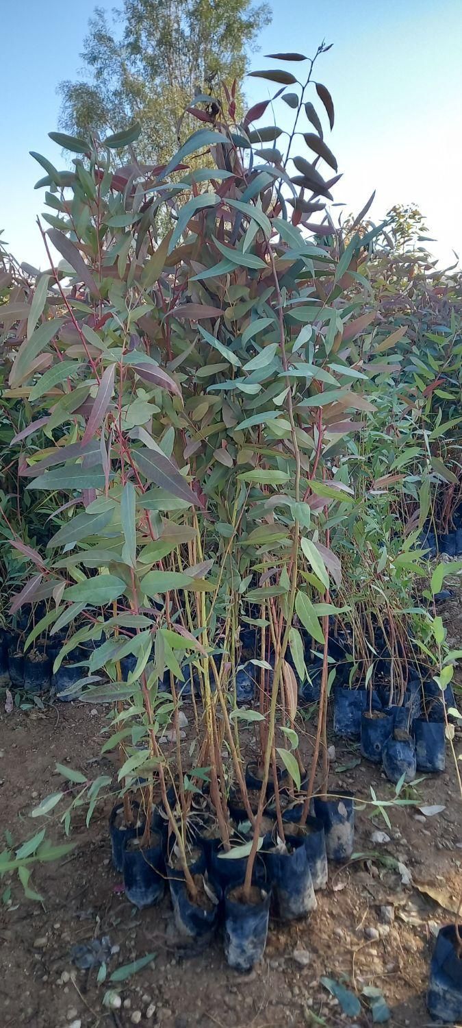 نهال لیمو،مرکبات اکالیپتوس نخل|خدمات باغبانی و درختکاری|جهرم, |دیوار