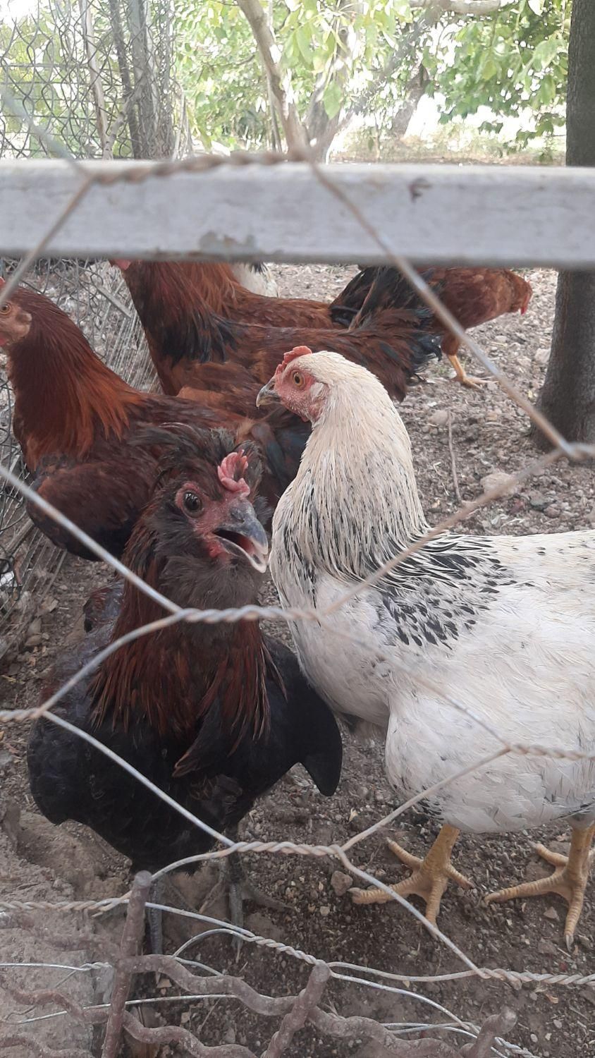 فروش خروس|حیوانات مزرعه|هشتگرد, هیو|دیوار