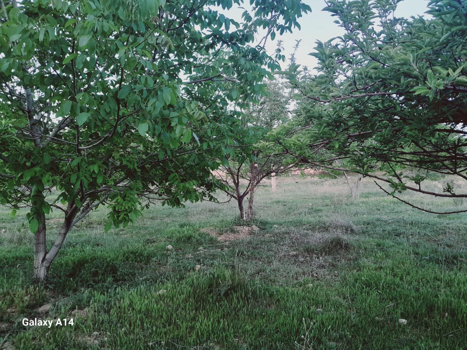 فروش  باغچه درکوهمره سرخی|فروش خانه و ویلا|شیراز, محمدیه|دیوار