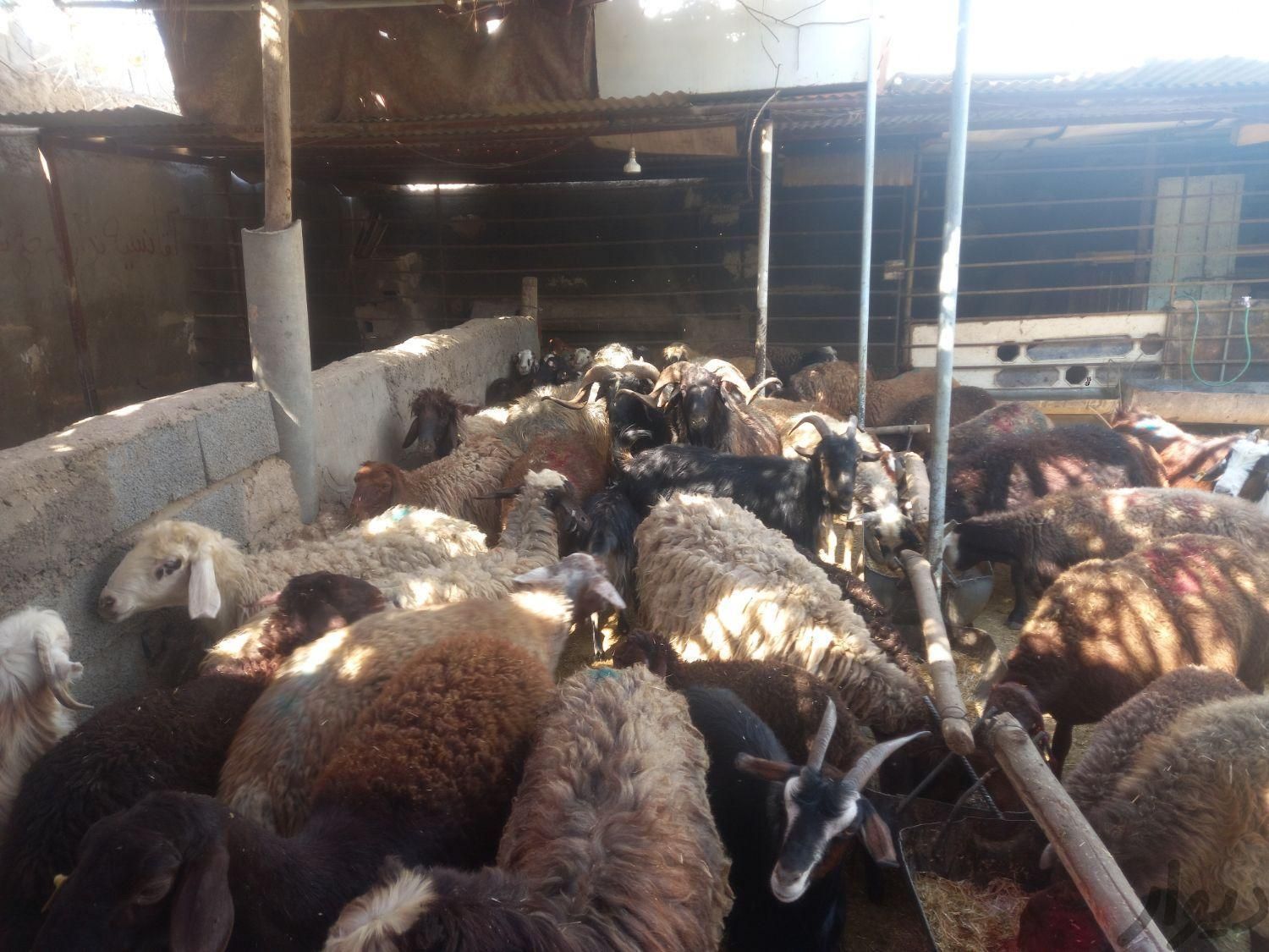 دامداری مجهز به ۵۰۰راس دام نرینه ماده سبک سنگین|حیوانات مزرعه|مشهد, توس (بلوار توس)|دیوار