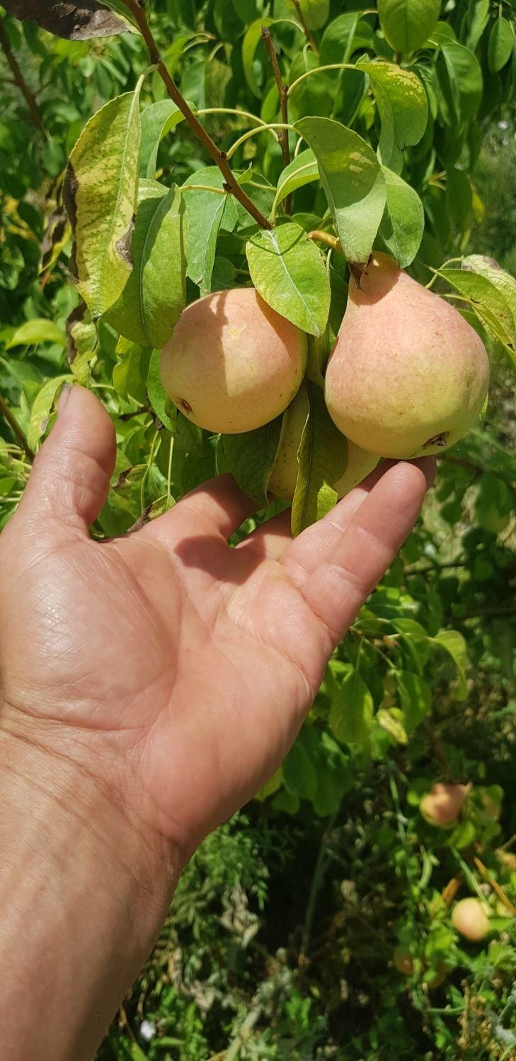اجاره و خرید میوه  . خرمالوهلو .سیب.انار.|خدمات باغبانی و درختکاری|شیراز, تاچارا|دیوار