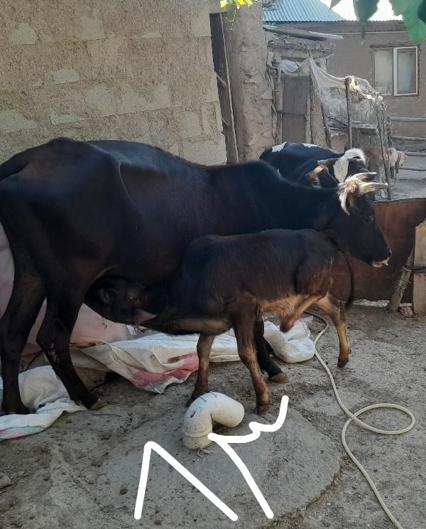 ماده گاو با گوساله نر و یک راس گاو ماده ۲ ساله|حیوانات مزرعه|مینودشت, |دیوار