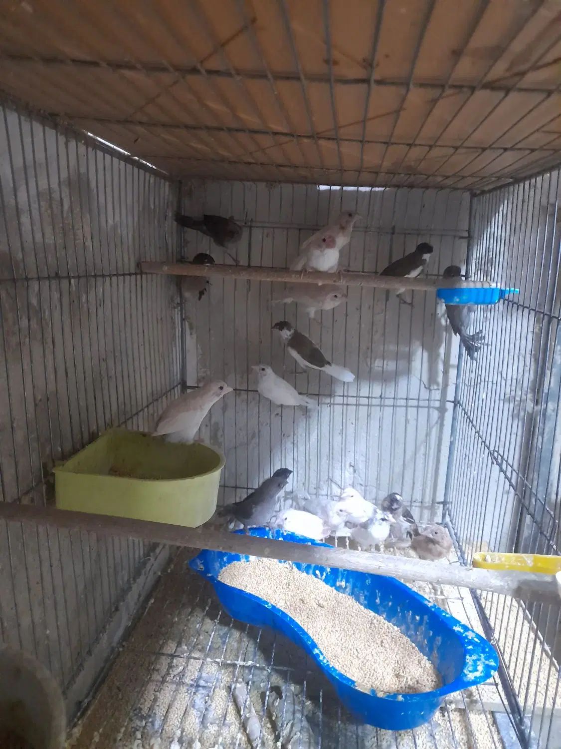 فنچ گلدین بنگالی ستاره ای زبرا گینگ و معمولی|پرنده|فردوسیه, |دیوار