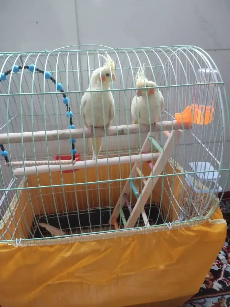 خرید و فروش پرنده طوطی کاسکو|پرنده|شیراز, زرهی|دیوار