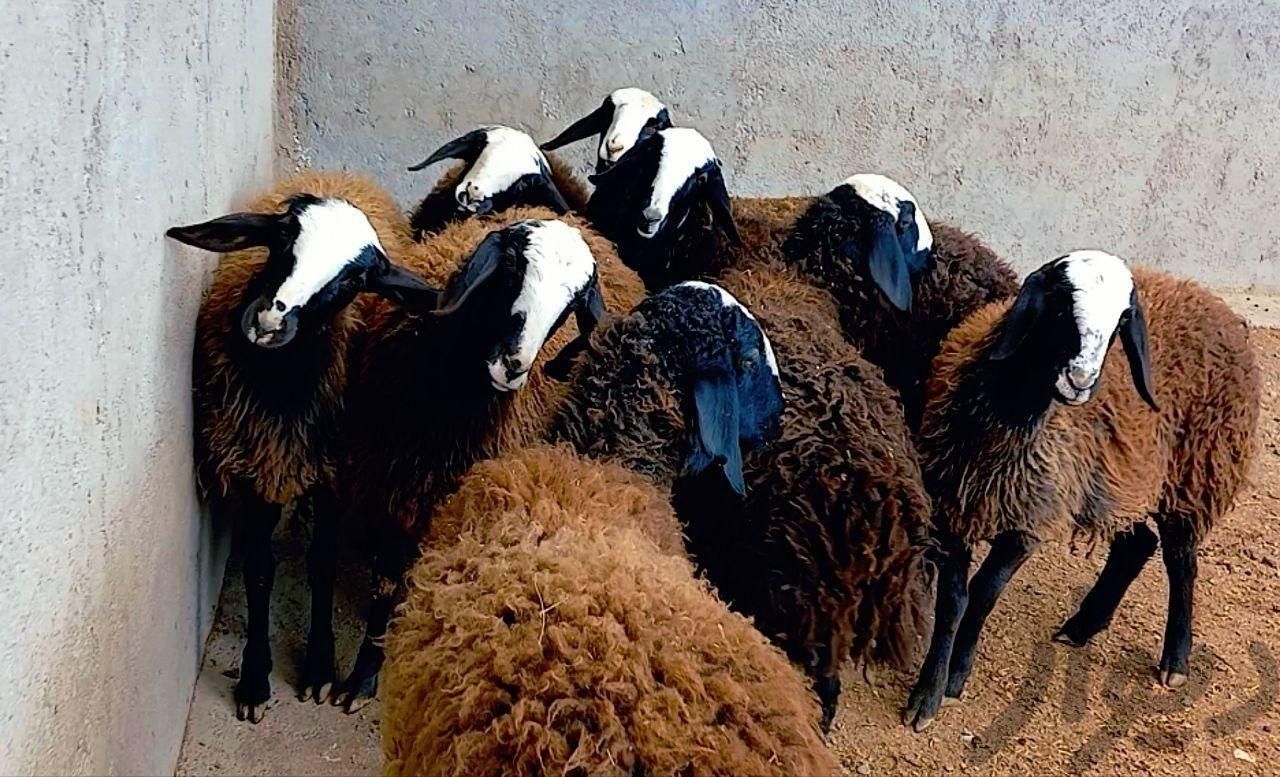 گوسفند زنده در همه نقاط کرج|حیوانات مزرعه|کرج, شاهین‌ویلا|دیوار