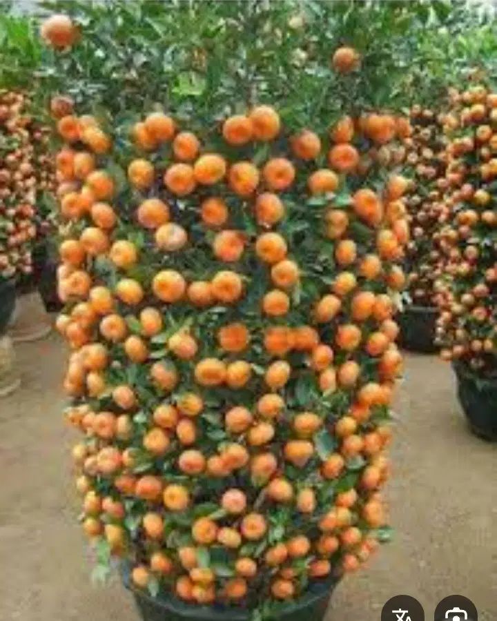 سم پاشی باغ و ویلا.هرس وعلف تراشی با دستگاه|خدمات باغبانی و درختکاری|عباس‌آباد, |دیوار