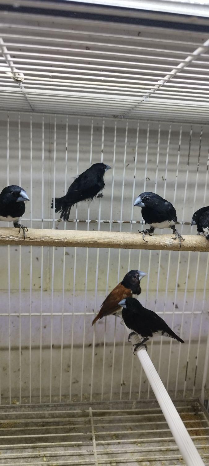 فنچ|پرنده|شیراز, لب آب|دیوار