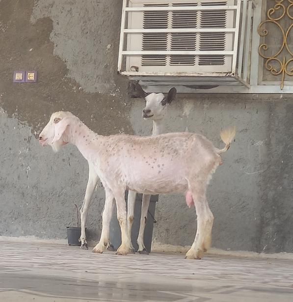 کهرماده دوقلوزا شیرخوار بازیگوش ۲عددبز صلاله محلی|حیوانات مزرعه|بندرعباس, |دیوار