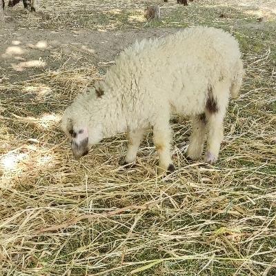 بره نر یک ماهه علفخوار و شیری|حیوانات مزرعه|گلپایگان, |دیوار