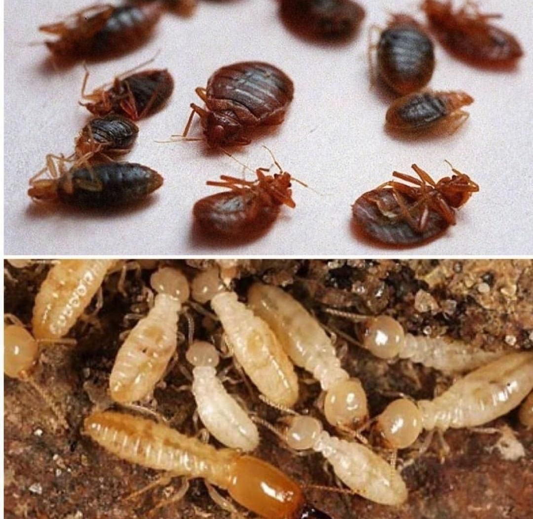 سمپاشی ساس سوسک موش موریانه کنه کک با ضمانت|خدمات نظافت|مشهد, امام رضا (ع)|دیوار