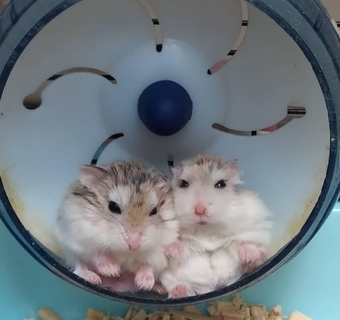 همستر مینیاتوری کمپل سوری بندانگشتی ووسایل بازی|موش و خرگوش|اصفهان, همدانیان|دیوار