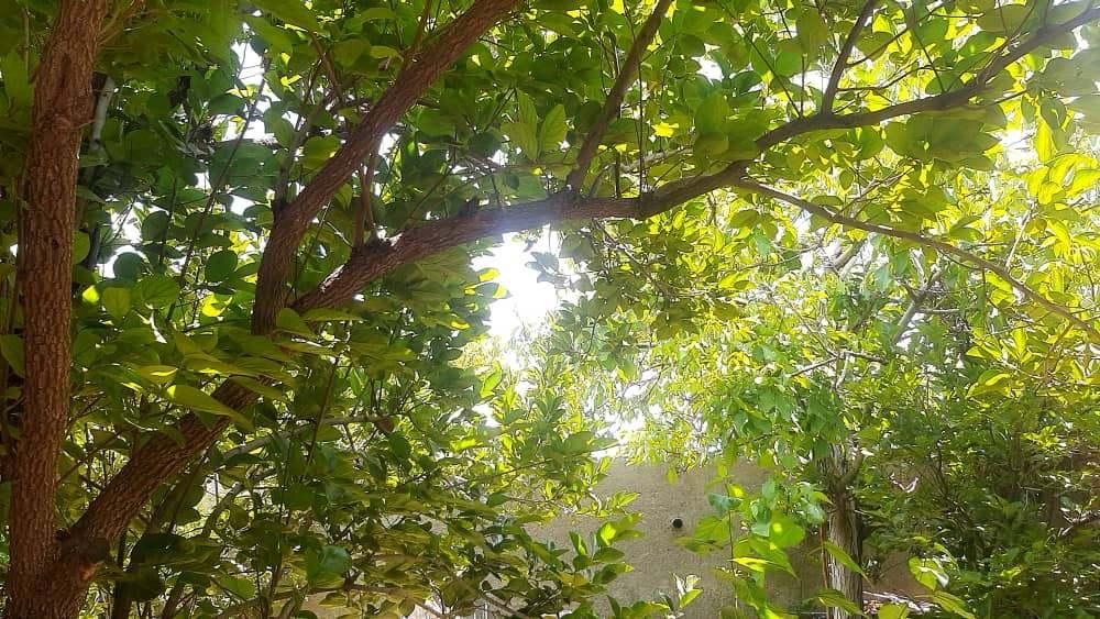 اجاره روزانه/هفتگی/ماهانه آپارتمان|اجارهٔ کوتاه‌مدت آپارتمان و سوئیت|بافت, |دیوار