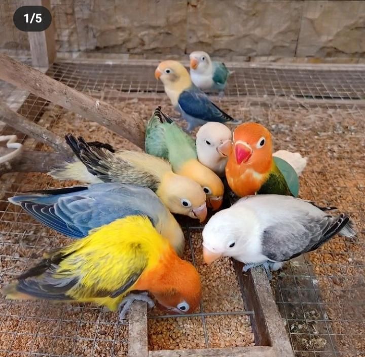 پرنده فروشی|پرنده|هشتگرد, هشتگرد قدیم|دیوار