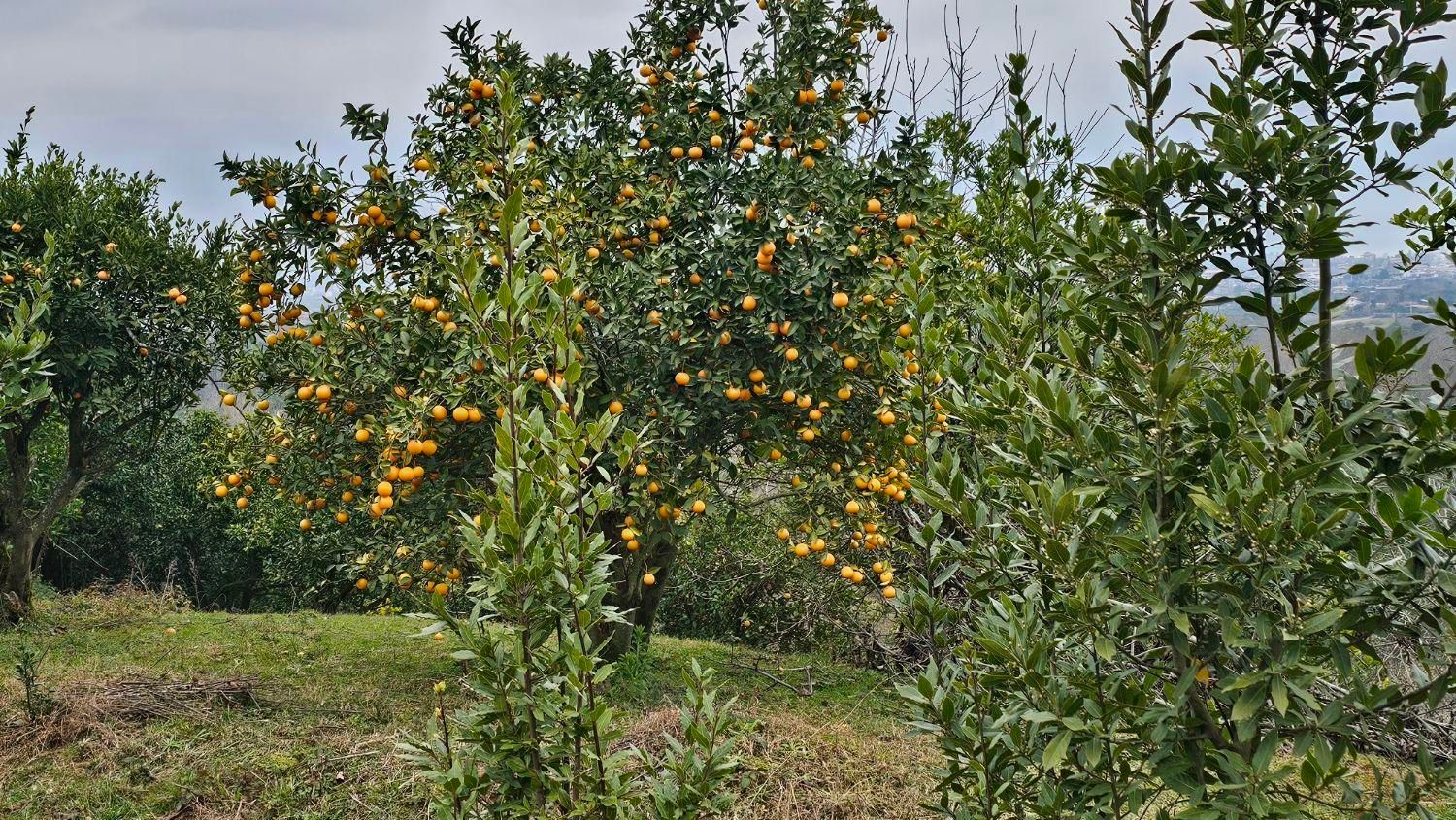 فروش باغ پرتقال کوهپایه ۱۶۵۰متری|فروش زمین و ملک کلنگی|چابکسر, |دیوار